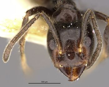 Media type: image;   Entomology 22932 Aspect: head frontal view